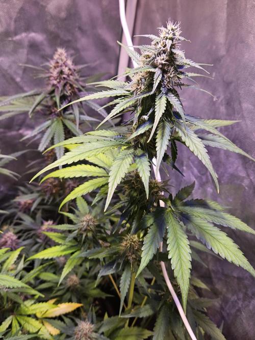 PAPAYA COOKIES. Week 8