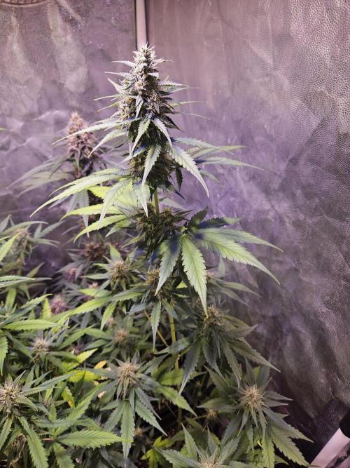 PAPAYA COOKIES. Week 8