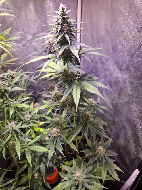 PAPAYA COOKIES. Week 8
