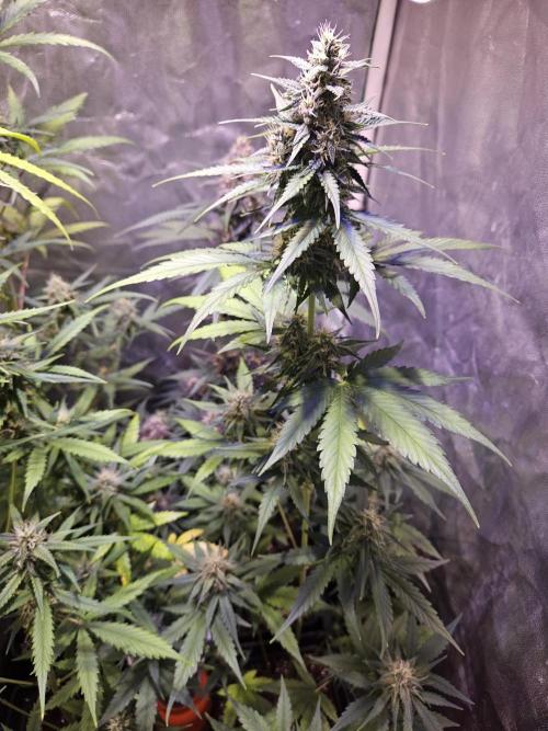 PAPAYA COOKIES. Week 8