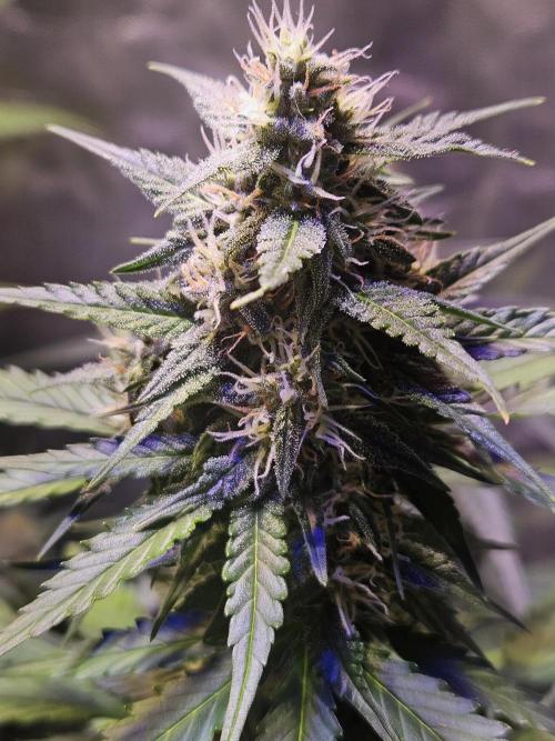 PAPAYA COOKIES. Week 8