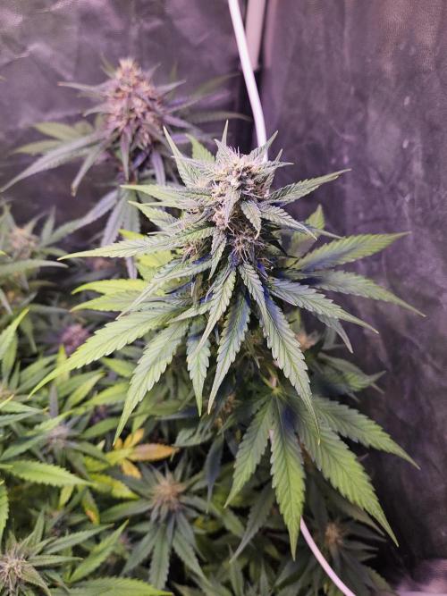PAPAYA COOKIES. Week 8