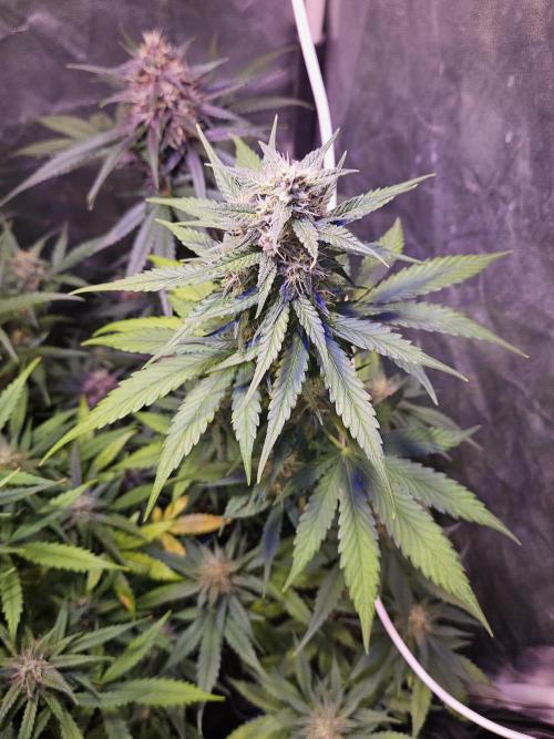 PAPAYA COOKIES. Week 8