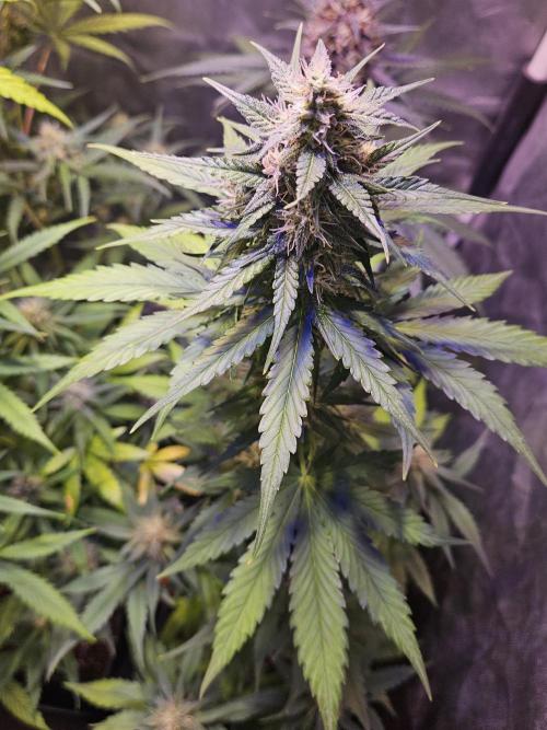 PAPAYA COOKIES. Week 8