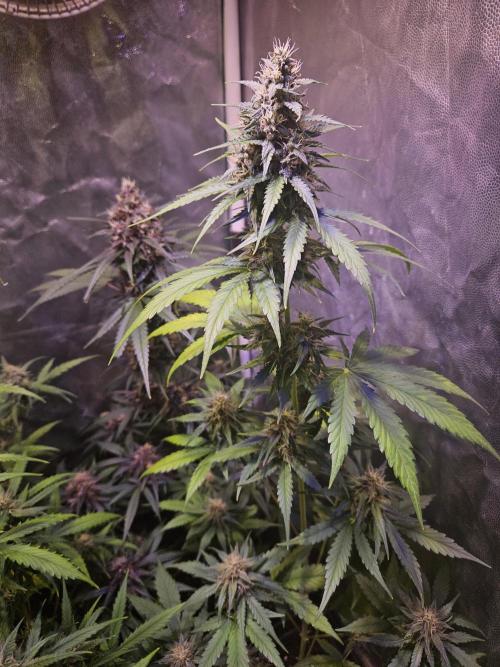 PAPAYA COOKIES. Week 8