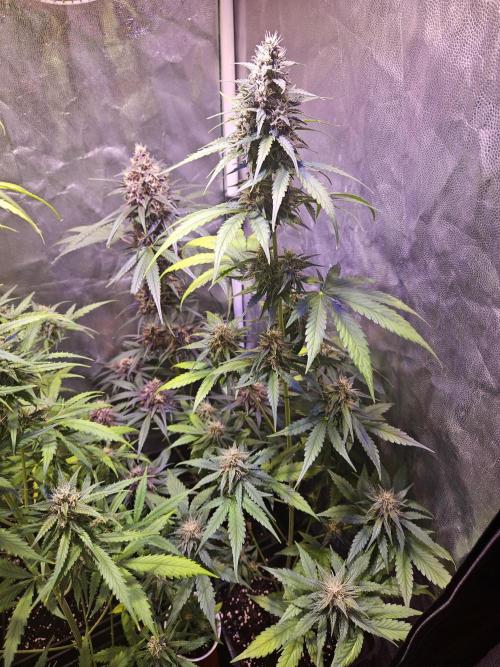 PAPAYA COOKIES. Week 8