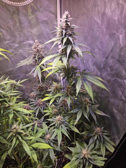 PAPAYA COOKIES. Week 8