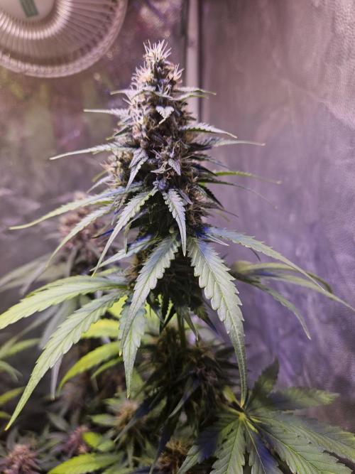 PAPAYA COOKIES. Week 8