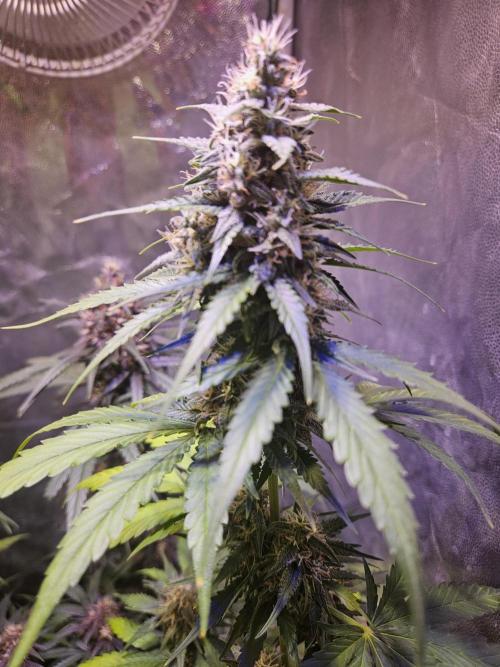 PAPAYA COOKIES. Week 8