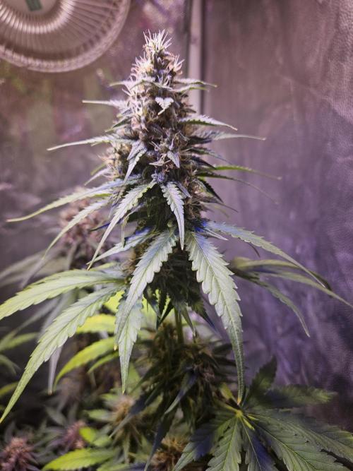 PAPAYA COOKIES. Week 8