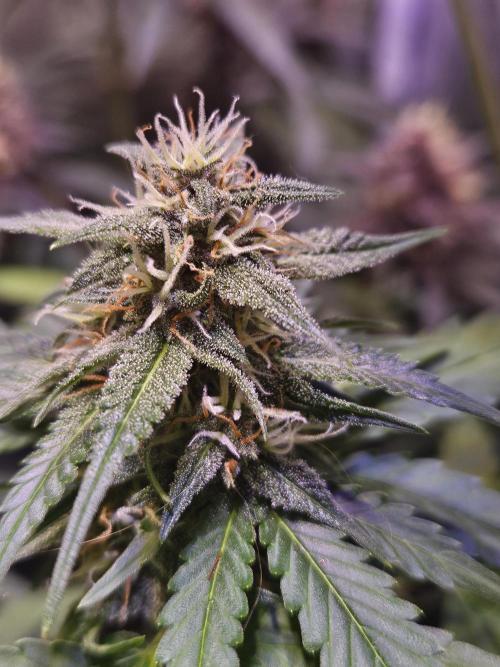 PAPAYA COOKIES. Week 8