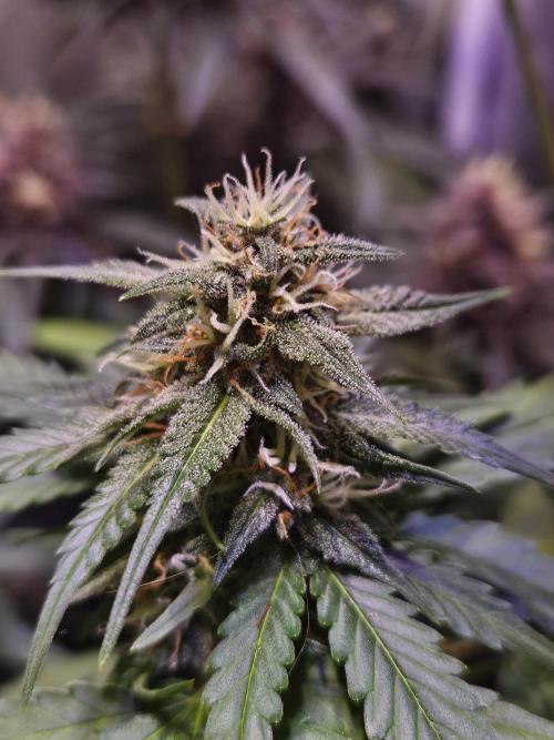 PAPAYA COOKIES. Week 8
