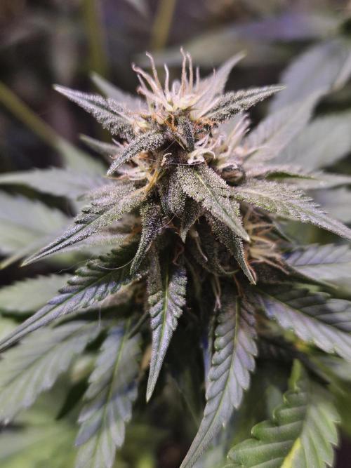 PAPAYA COOKIES. Week 8