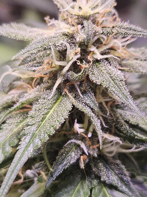 PAPAYA COOKIES. Week 8