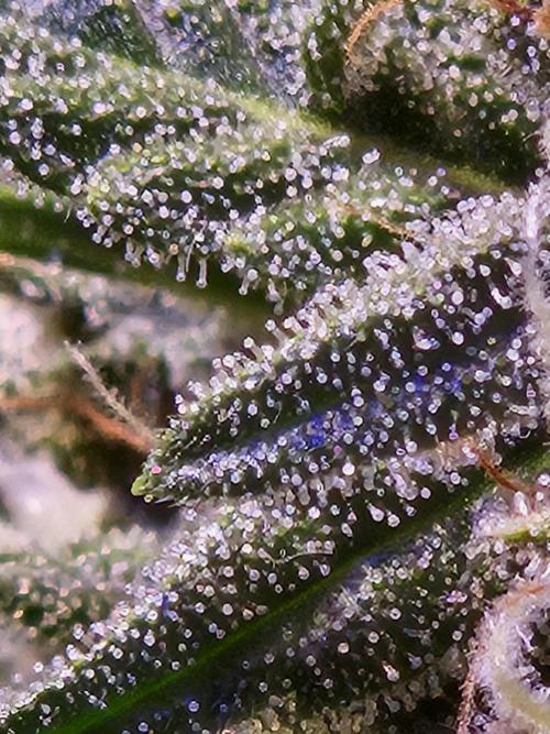 PAPAYA COOKIES. Week 9