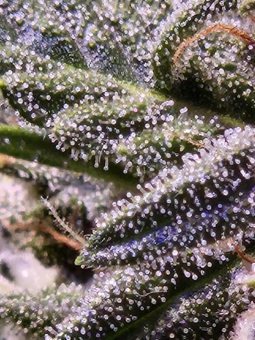 PAPAYA COOKIES. Week 9