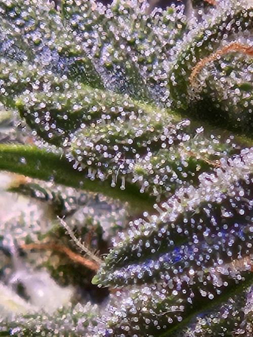 PAPAYA COOKIES. Week 9