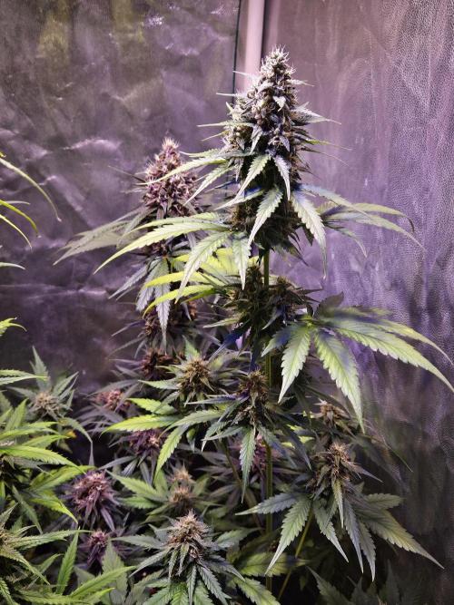 PAPAYA COOKIES. Week 9