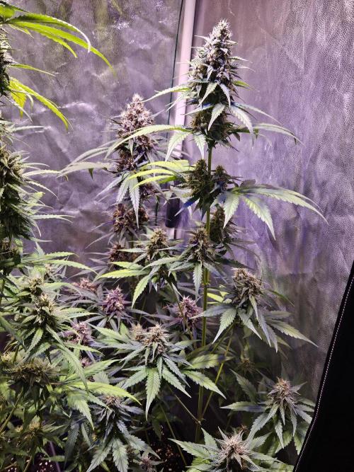 PAPAYA COOKIES. Week 9