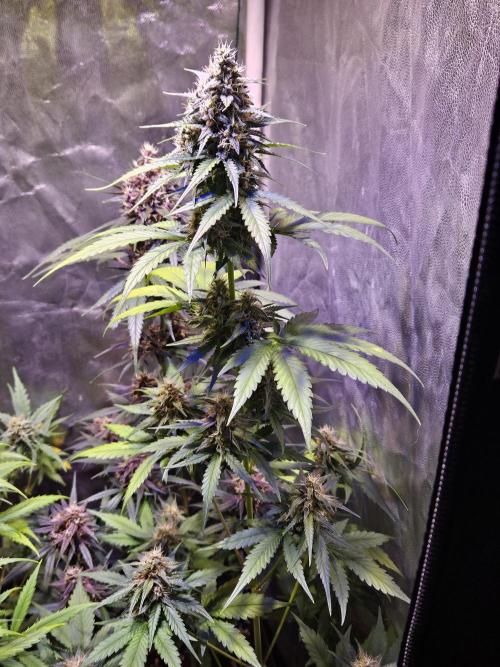 PAPAYA COOKIES. Week 9