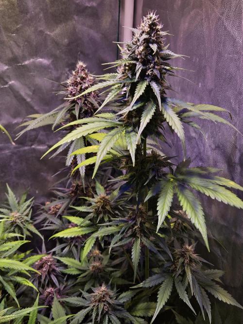 PAPAYA COOKIES. Week 9