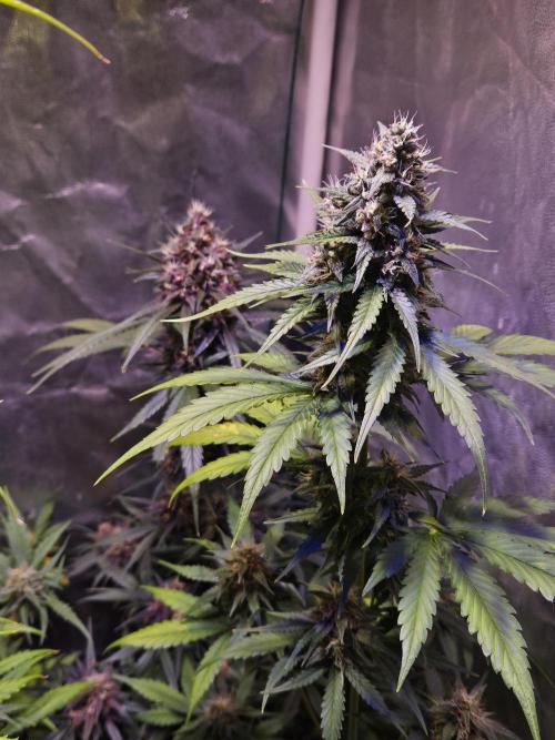 PAPAYA COOKIES. Week 9