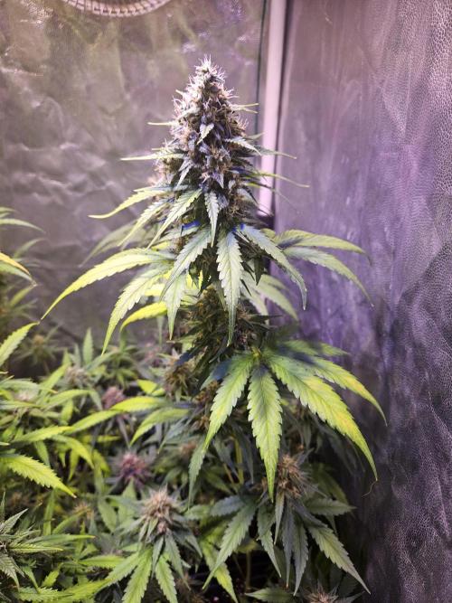 PAPAYA COOKIES. Week 9
