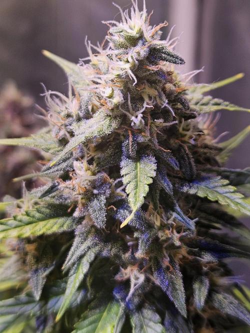 PAPAYA COOKIES. Week 9