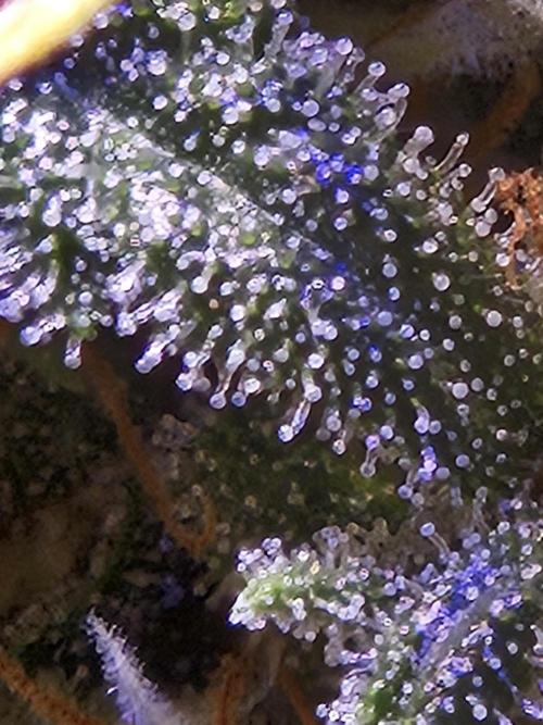 PAPAYA COOKIES. Week 9