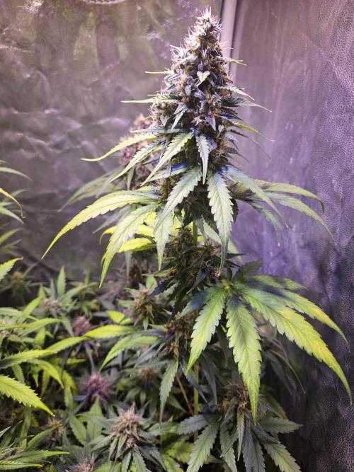 PAPAYA COOKIES. Week 9