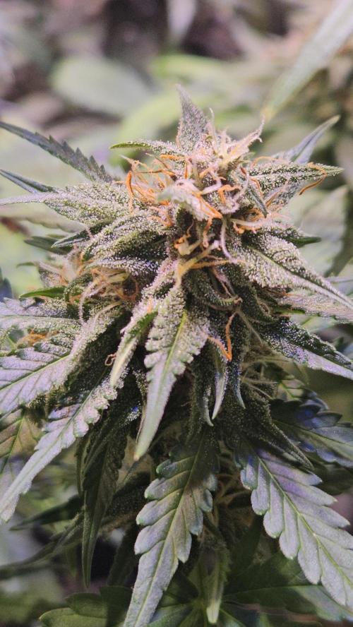 PAPAYA COOKIES. Week 9