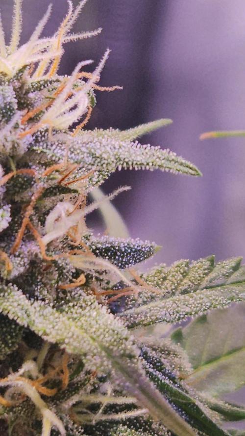 PAPAYA COOKIES. Week 9