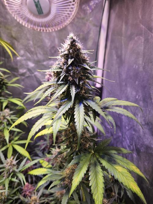 PAPAYA COOKIES. Week 9