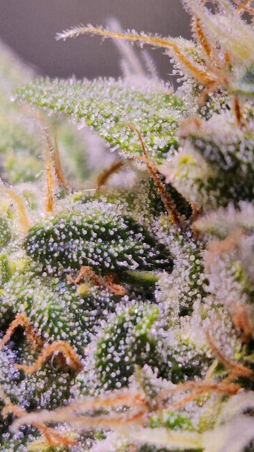 PAPAYA COOKIES. Week 9