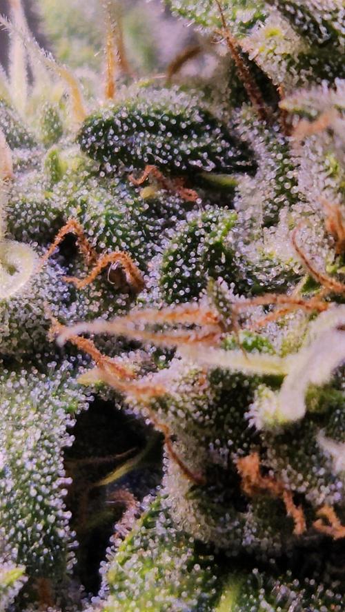 PAPAYA COOKIES. Week 9
