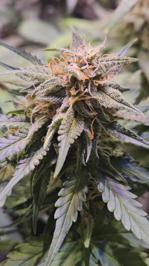 PAPAYA COOKIES. Week 10