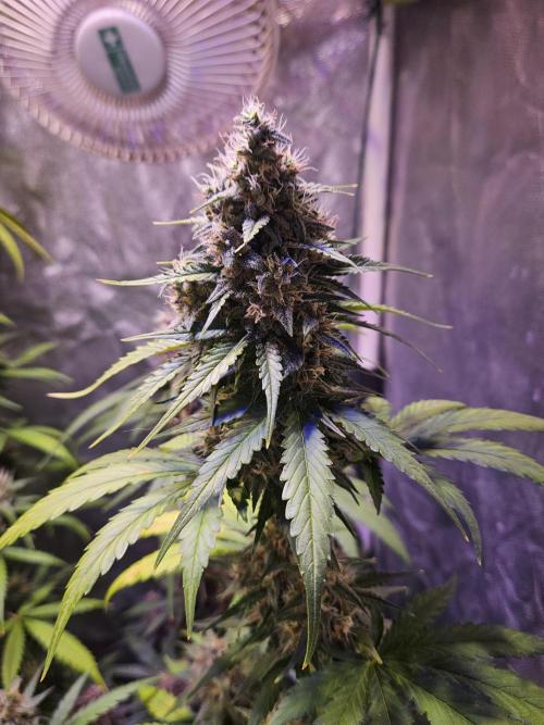 PAPAYA COOKIES. Week 10