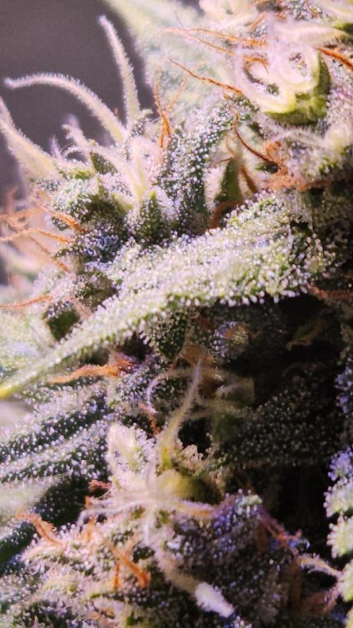 PAPAYA COOKIES. Week 10