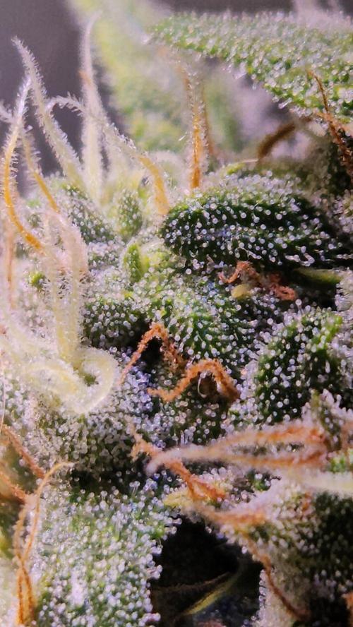 PAPAYA COOKIES. Week 10