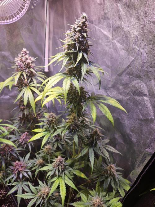 PAPAYA COOKIES. Week 10