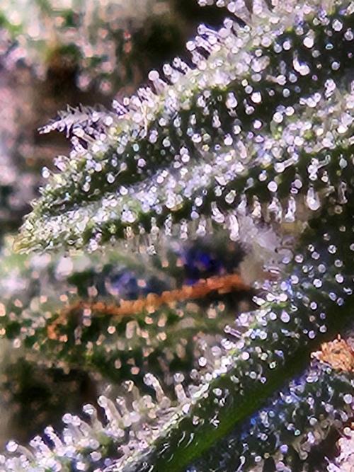 PAPAYA COOKIES. Week 10