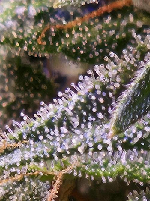 PAPAYA COOKIES. Week 10