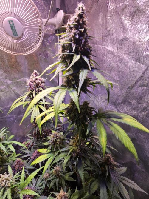 PAPAYA COOKIES. Week 10
