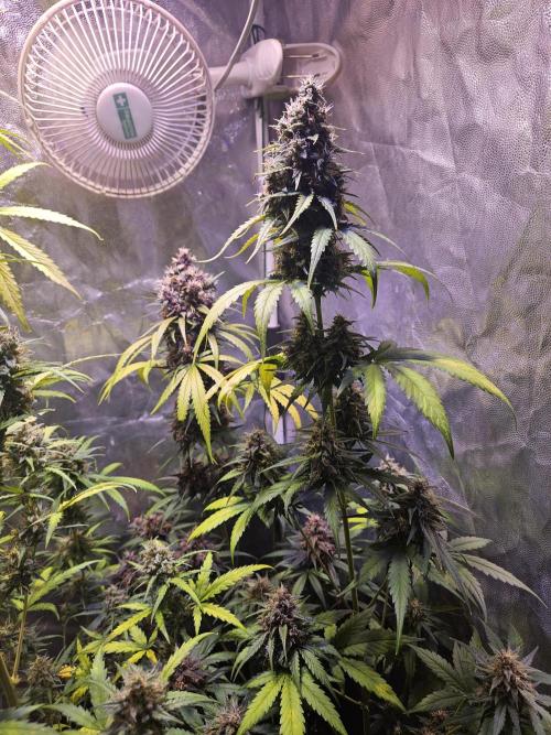 PAPAYA COOKIES. Week 10