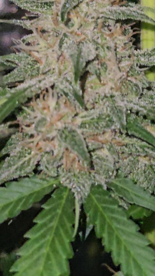 PAPAYA COOKIES