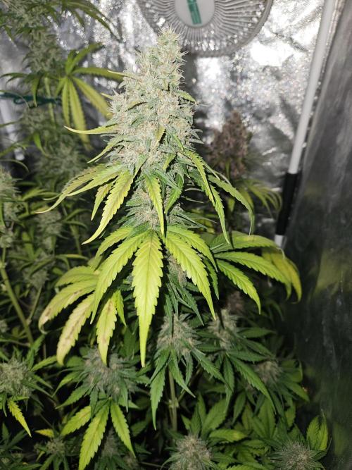 PAPAYA COOKIES. Week 10