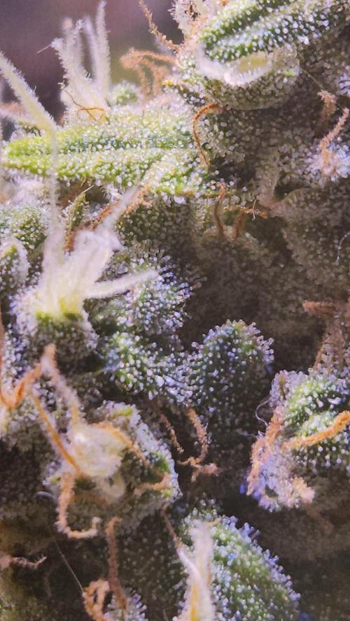 PAPAYA COOKIES. Week 10