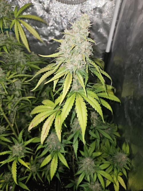 PAPAYA COOKIES. Week 10