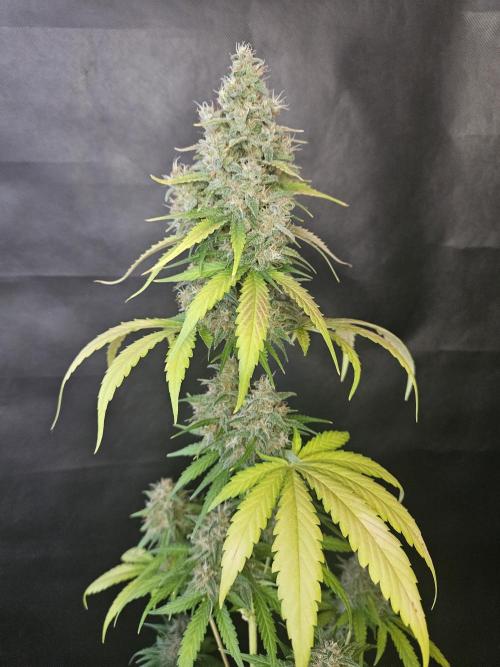 PAPAYA COOKIES. Week 11