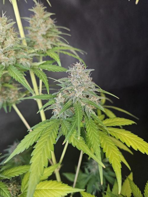 PAPAYA COOKIES. Week 11